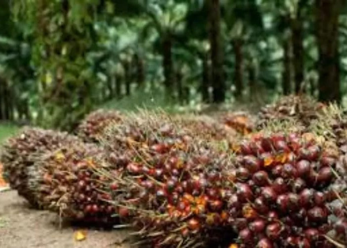 Sumsel Produksi 3,3 Juta Ton Kelapa Sawit Setiap Tahun