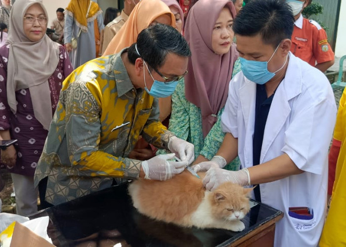 Ratusan Kucing Divaksin Rabies