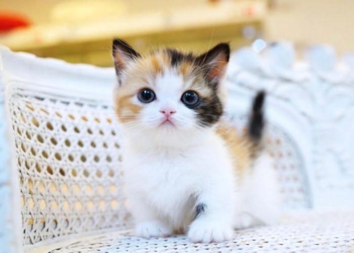 Fakta Mengejutkan Tentang Kucing yang Jarang Diketahui, Catlovers Wajib Tau 