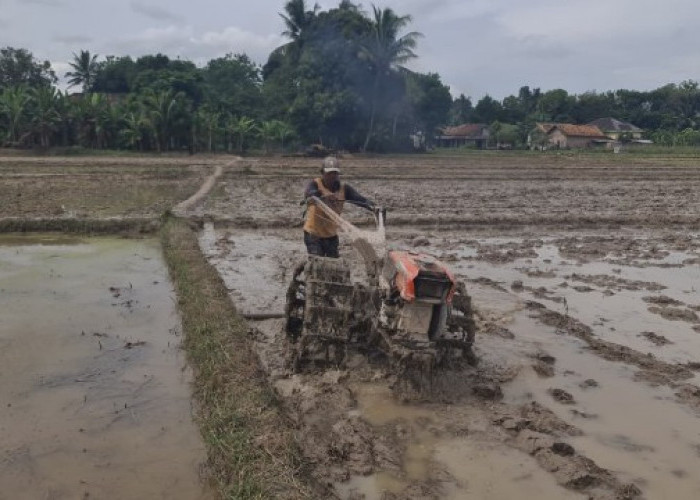 Tetap Optimis di Tengah Harga Pupuk Mahal dan Cuaca Tak Menentu
