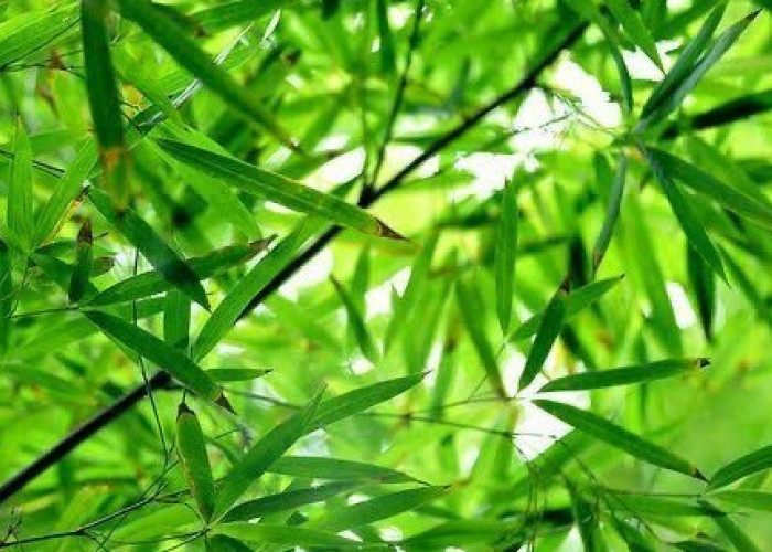 Khasiat Daun Bambu untuk Kesehatan, Kecantikan, dan Pertanian yang Jarang Diketahui