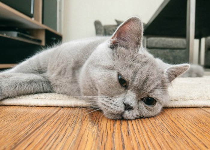 10 Ciri Kucing Stres yang Wajib Diketahui Pemilik