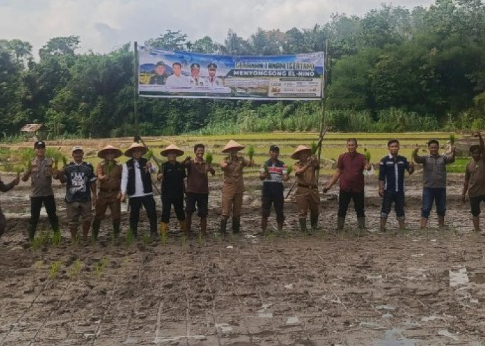 Gerakan Tanam Padi Digencarkan di OKU Selatan, Antisipasi Dampak El Nino