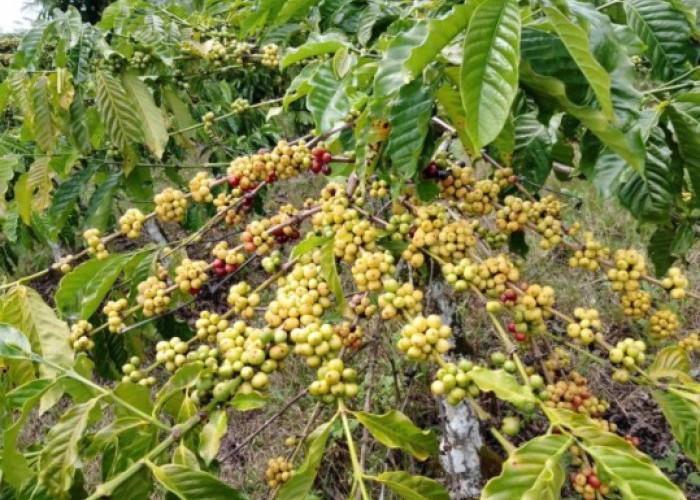 Jelang Ramadan 1447 H, Petani Berharap Harga Kopi Naik