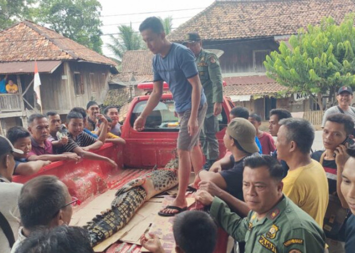 Buaya Muara di Sungai Ogan OKU Sepanjang 2,36 Meter Dibawa ke PRS Palembang