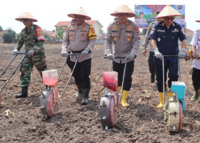Manfaatkan Lahan Mapolsek, Dorong Swasembada Pangan Lewat Tanam Jagung
