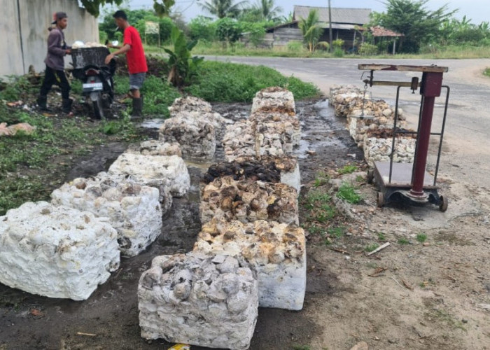 Petani Mengeluh, Harga dan Hasil Produksi Karet Terus Menurun