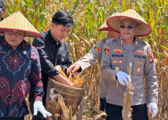 Gelar Panen Raya Jagung, Wujud Nyata Dukung Ketahanan Pangan Nasional