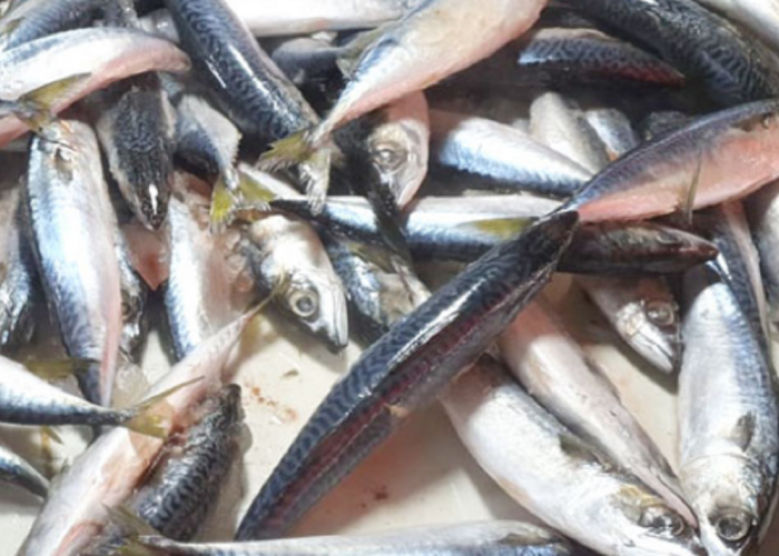 Dinas Perikanan Sumsel: Penjualan Ikan Salem Dilarang