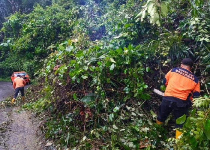 Hujan Deras dan Angin Kencang Sebabkan Pohon Tumbang Tutup Jalan