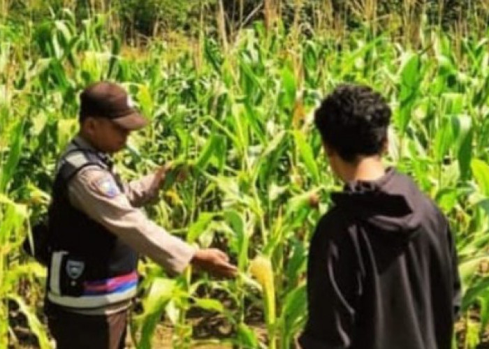 Aktif Dukung Program Swasembada Pangan Lewat Pendampingan Petani
