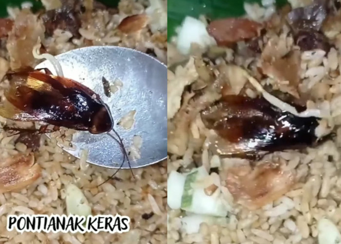 Viral Video Nasi Goreng Kecoa di Pontianak, Duh Gimana bahayanya untuk kesehatan?