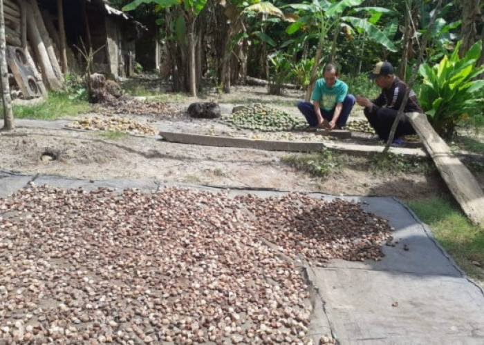 Harga Pinang Anjlok, Petani di OKU Selatan Enggan Panen dan Biarkan Buah Berserakan
