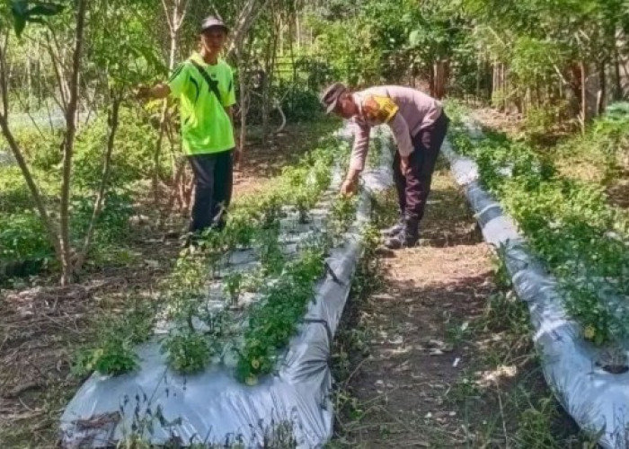 Dorong Warga Tanam Cabai di Pekarangan untuk Ketahanan Pangan