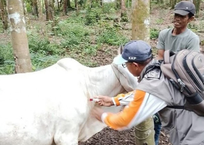 Berikan Vitamin untuk Ternak di Tengah Cuaca Ekstrem