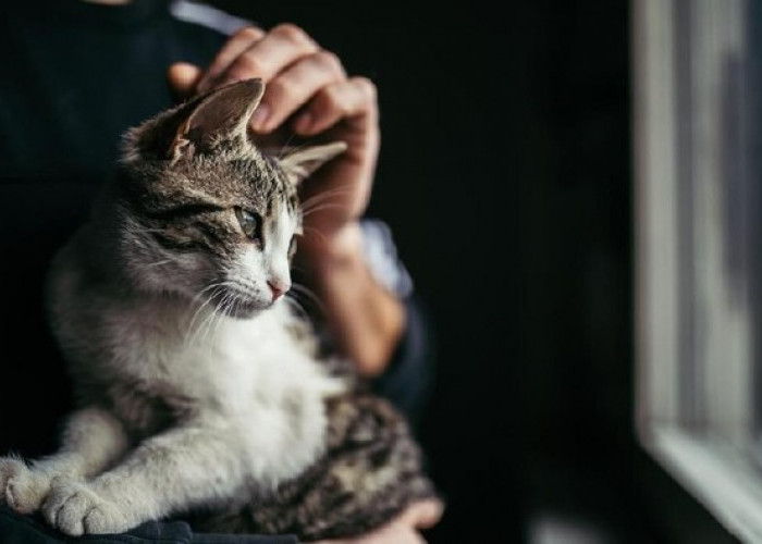 Inilah 5 Janji Allah SWT untuk Orang yang Hobi Memelihara Kucing