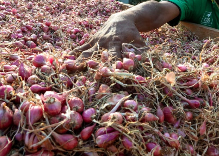 Cukup Pakai Bahan Bumbu Dapur Ini Untuk Usir Hama dan Penyakit Pada Tanaman Cabai