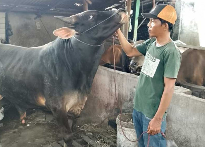 Permintaan Meningkat Jelang Iduladha
