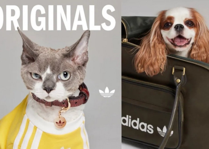 Adidas Originals Luncurkan Koleksi Perdana Buat Hewan Peliharaan, Gemas Banget!