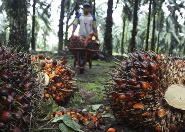 Harga Sawit di Kabupaten OKU Naik