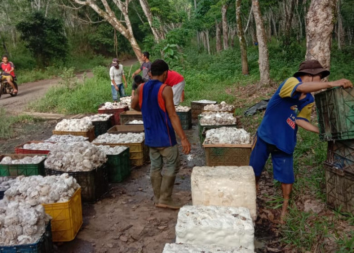 Harga Getah Karet Ogan Komering Ulu Mulai Membaik