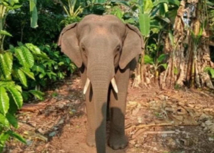 Bupati OKU Selatan Instruksikan BKSDA Tangani Gajah Liar yang Resahkan Warga