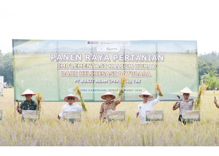 Dukung Pemanfaatan Kalium Humat Dongkrak Produktivitas Pertanian