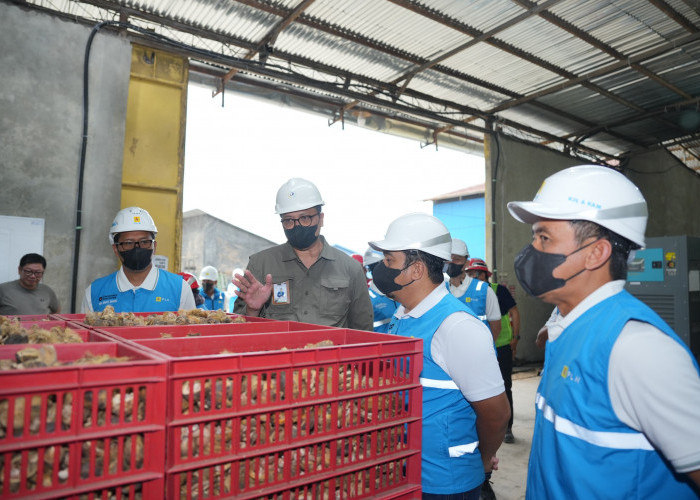 PLN UP3 Jambi Energize Electrifying Agriculture 1.730 kVA untuk PT Agro Bumi Sumatera
