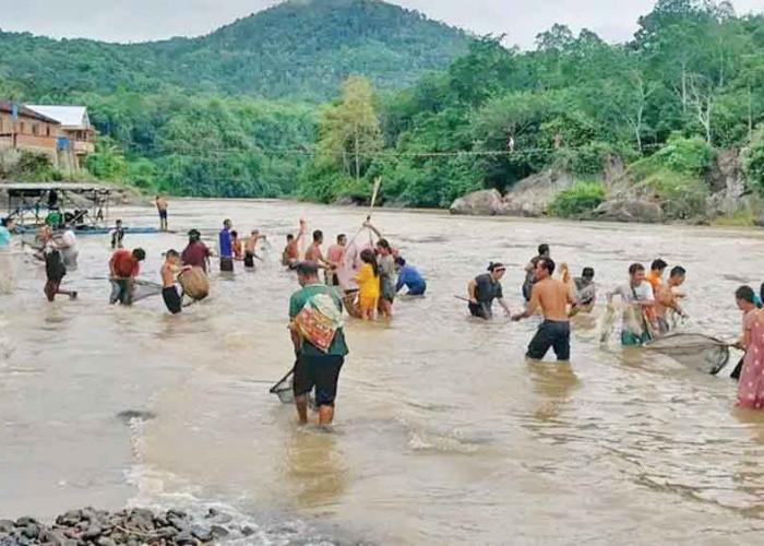 Fenomena Ikan Mabuk Diserbu Warga