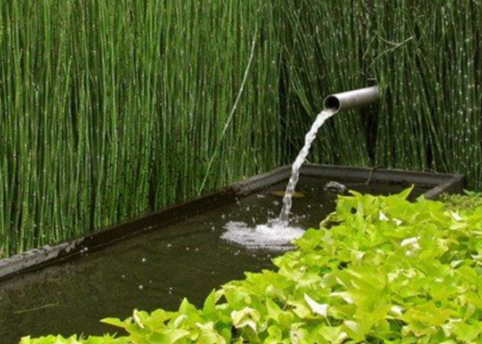 Rekomendasi Tanaman Air yang Bikin Kolam Tetap Bersih