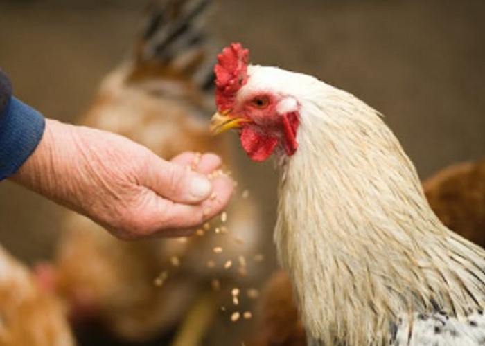 4 Arti Mimpi Beri Makan Ayam Melambangkan Makna Kesejaterahan