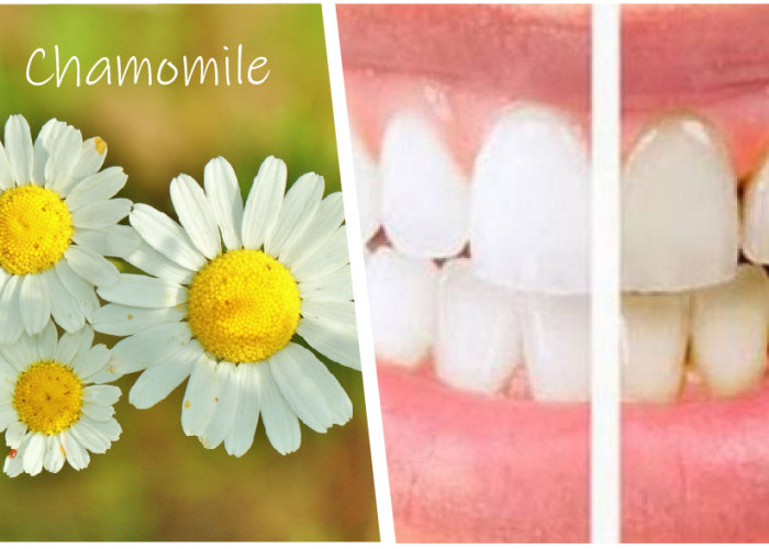 Tanaman Chamomile Bahan alami Aman, Alternatif untuk Obat Kumur Perawatan gigi 
