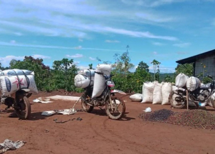 Harga Kopi Turun Drastis, Petani Alami Kerugian Besar