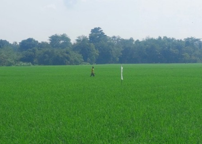 Tak Lagi Kelangkaan,Petani OKU Timur Semringah Sambut Musim Tanam 2025