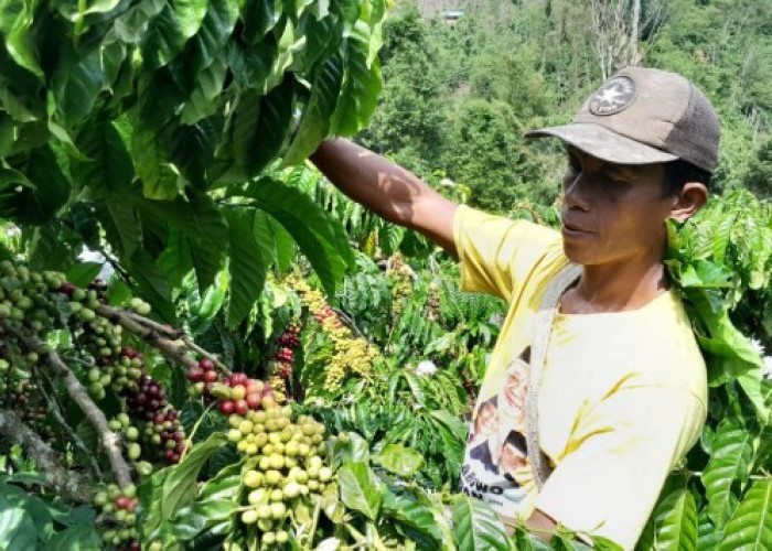 Jelang Masa Panen Harga Kopi di OKU Selatan Turun