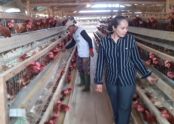 Hasilkan 52 Karpet Perhari dari Budidaya 1.750.000 ekor Ayam