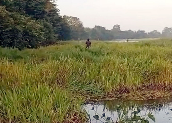 BPBD Ingatkan Warga Bahaya Bakar dan Buang Kumpai ke Sungai