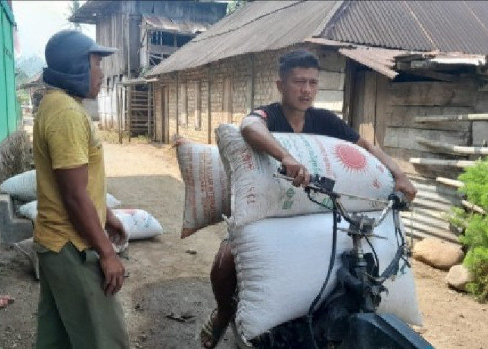 Kopi di OKU Selatan Tetap Rp50-Rp52 Ribu per Kilo