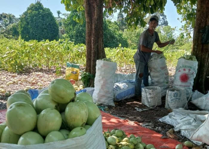 Menguntungkan, Terong Hijau Bulat Ronggo Mulai Diminati Petani