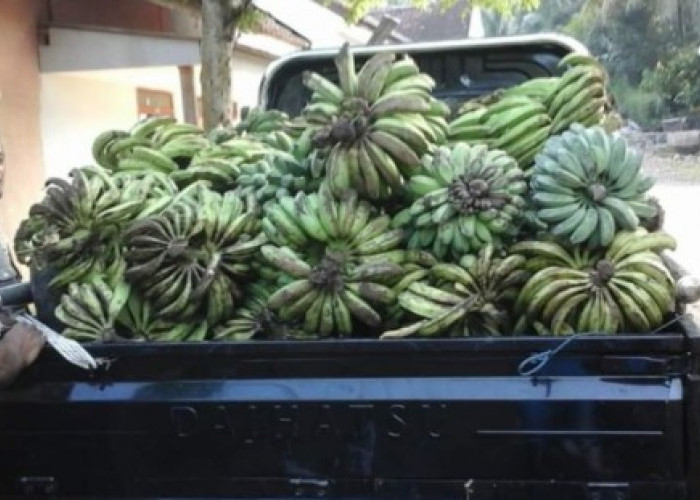 Harga Pisang Ambon di OKU Selatan Naik
