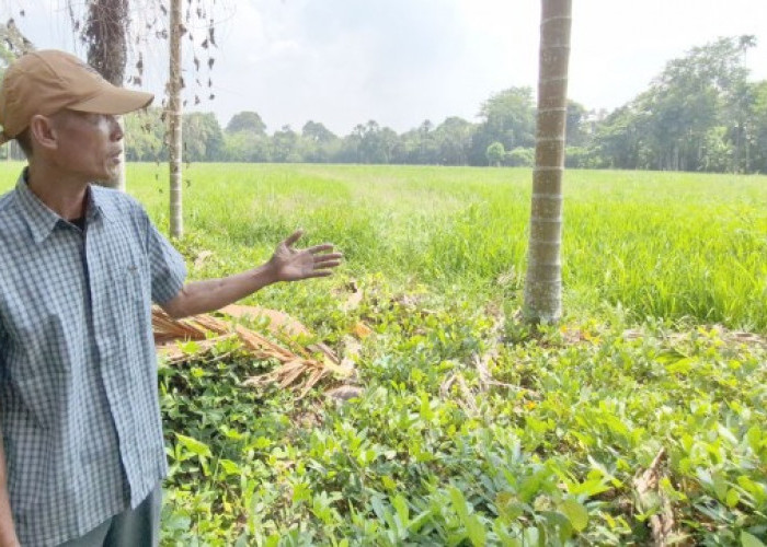 Petani OKU Timur harapkan  Sumur Bor dan Jembatan