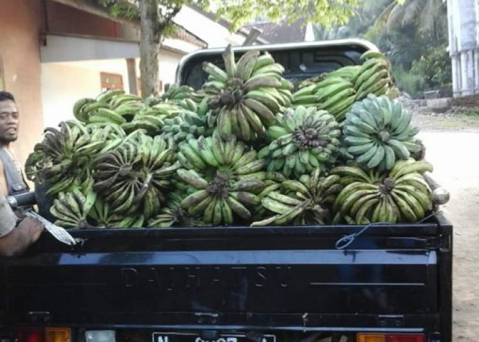  Harga Pisang di OKU Selatan Rp1000, Petani Masih Mengeluh