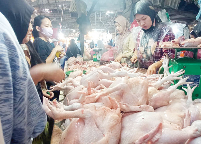 Menggila! Harga Ayam-Telur Naik Terus karena Program MBG 