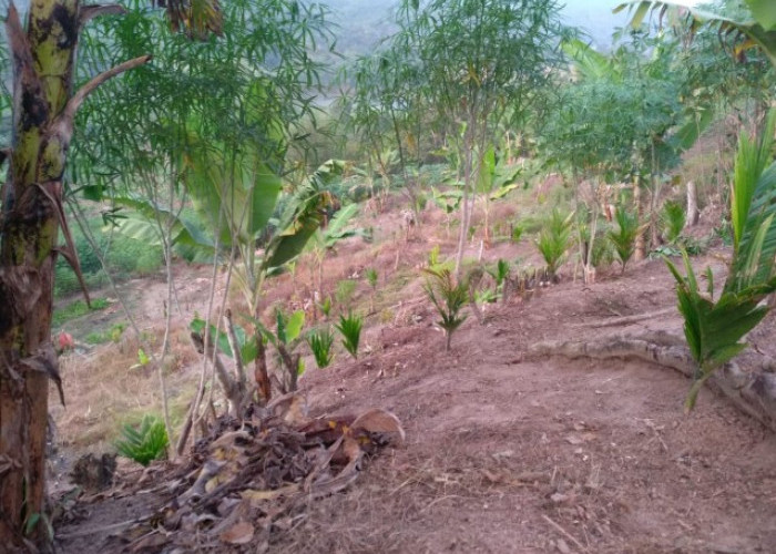 Pinang Batara Jadi Komoditas Unggulan Baru di OKU Selatan