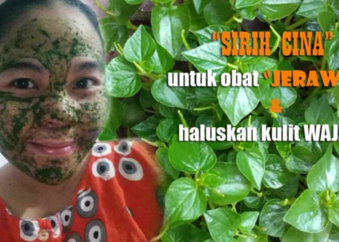 Bukan Ilalang, Sirih Cina ampuh atasi asam urat hingga menghilangkan flek hitam di wajah !