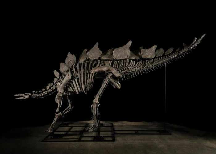 Fosil Stegosaurus Termahal di Dunia Terjual Rp678 Miliar