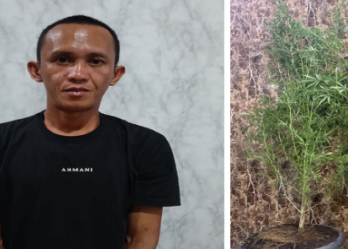 Pria di OKU Selatan Ditangkap, Tanam Ganja Setinggi Hampir 2 Meter di Kontrakan