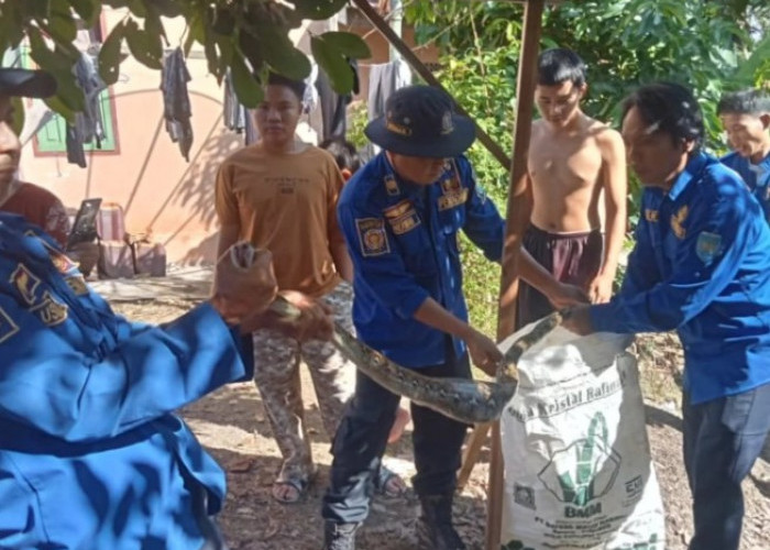 Masuk Rumah Warga, Ular Piton 2 Meter Dievakuasi Damkar OKU Selatan