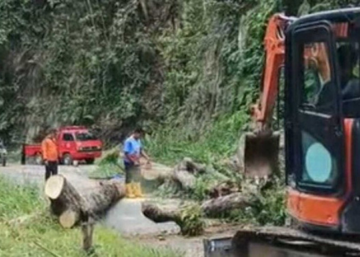 Gerak Cepat Tangani Longsor dan Pohon Tumbang di Buay Sandang Aji