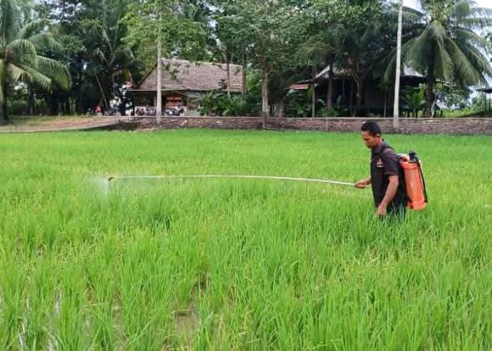 Cegah Wabah WBC serang Padi